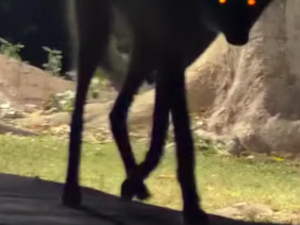 Lobo-guará ou lobisomem? Hóspede sai do quarto e se depara com fêmea no Pantanal
