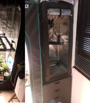 Polícia estoura laboratório de cultivo de maconha e produção de haxixe em Maceió