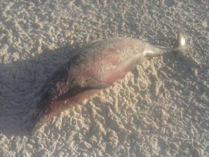 Golfinho e quatro tartarugas foram encontradas mortas no litoral alagoano neste fim de semana