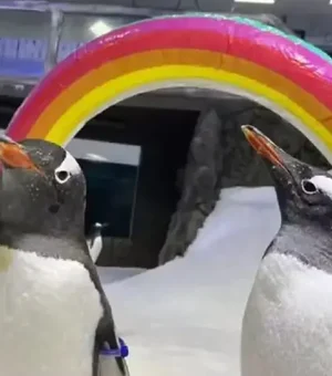 Pinguim famoso mundialmente por 'casamento gay' morre na Austrália - tragédia comove comunidade LGBT