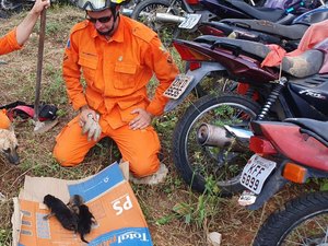 [Vídeo] Filhotes são resgatados de buraco em delegacia de Santana do Ipanema 