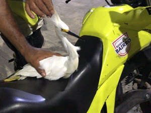 Agentes do Ronda no Bairro resgatam ave debilitada em Jacarecica