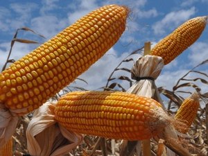 Concessão de crédito para produção de grãos aumenta 102% em AL