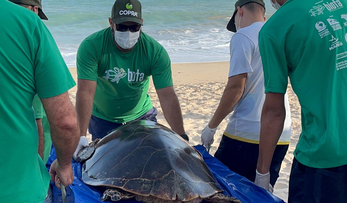 Instituto Biota de Conservação confirma soltura de uma tartaruga-de-pente na praia de Guaxuma