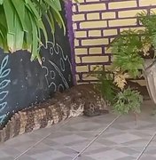 [Vídeo] Jacaré invade casa e assusta moradores em Marechal Deodoro; BPA é acionado