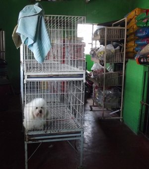 Fiscalização flagra irregularidades em clínicas e pet shops clandestinos