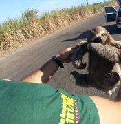 Caçados para abate, bichos-preguiça são resgatados em União dos Palmares
