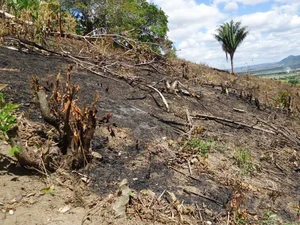 Alagoas e Sergipe são os únicos estados que não registraram incêndios florestais em 48h