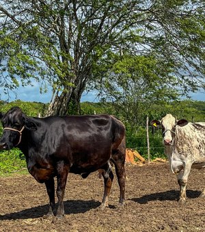 Curso de podologia bovina está com inscrições abertas