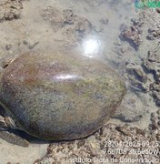 Tartaruga marinha fica presa em curral de pesca na Praia da Ponta Verde
