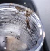 Ministério da Saúde intensificará mobilização contra dengue no Brasil