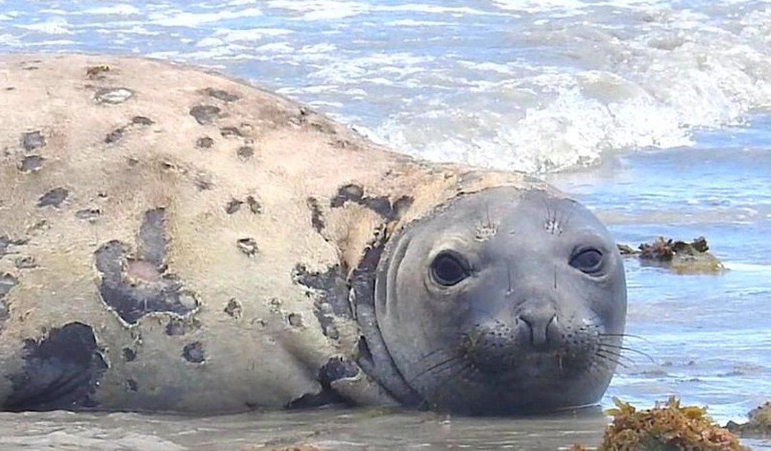 MPF requisita inquérito policial para investigar morte de elefante-marinho em AL