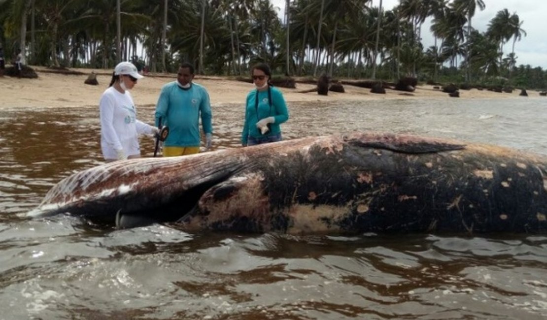 Baleia de oito metros é encontrada morta na praia de Tatuamunha, no Litoral Norte