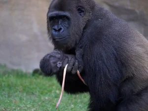 Filhote de gorila nasce à luz do dia diante de visitantes na Espanha