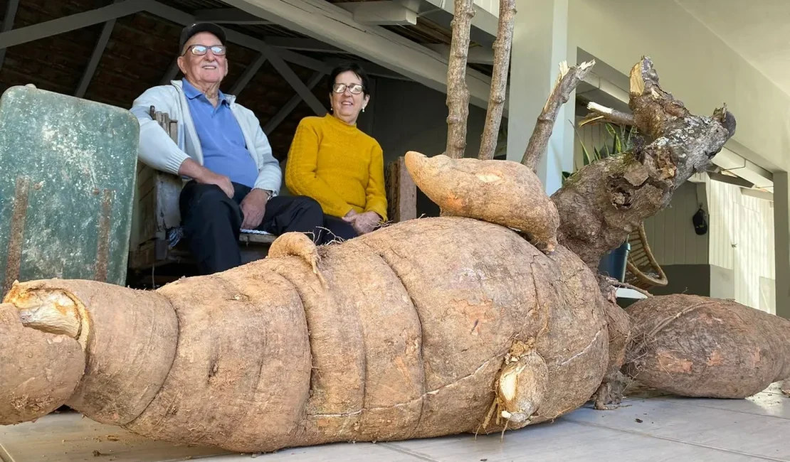 Pé de mandioca gigante de 112 kg levou 4 horas para ser colhido em SC