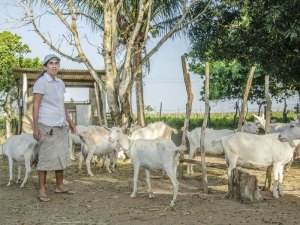Torneio leiteiro é realizado em cidade do Agreste