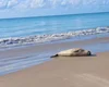 Elefante-marinho é encontrado morto em Jequiá da Praia; Biota é acionado