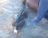 [Vídeo] Golfinho é encontrado ferido na Praia de Maragogi e mobiliza equipe de resgate