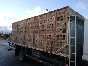 Transporte irregular de frangos é flagrado na AL-101 Sul