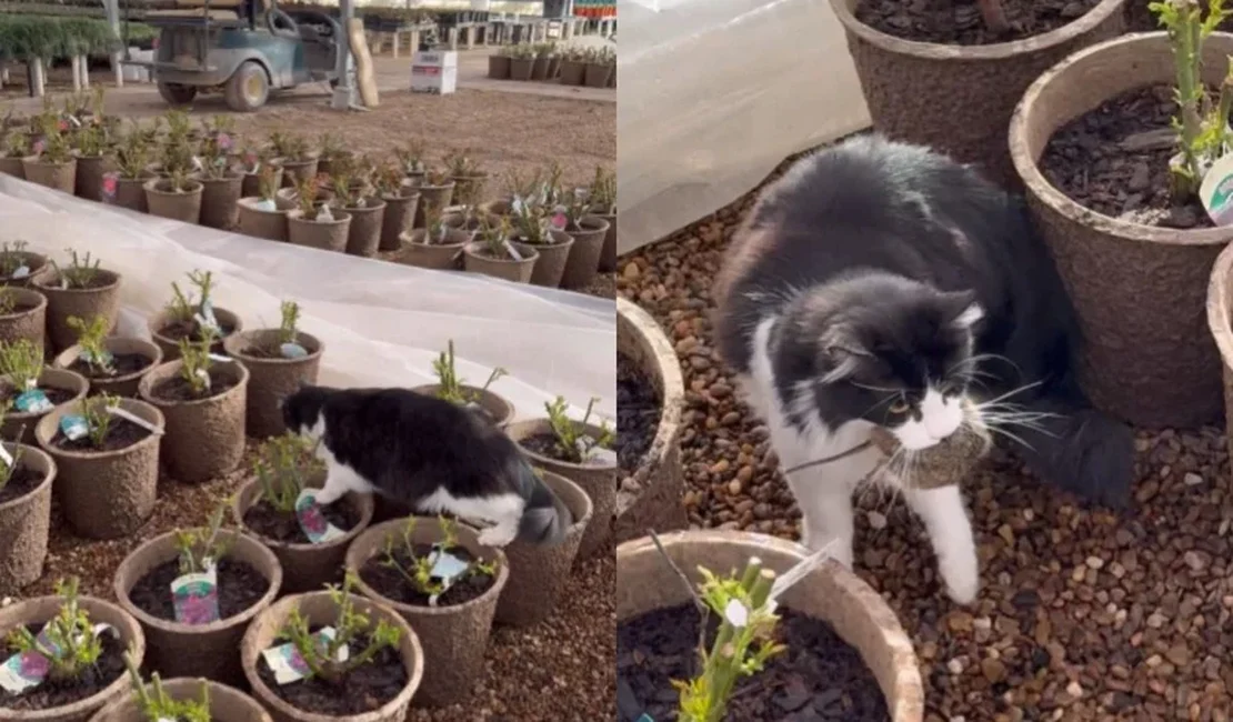 Gato “funcionário” vira herói após capturar rato em loja