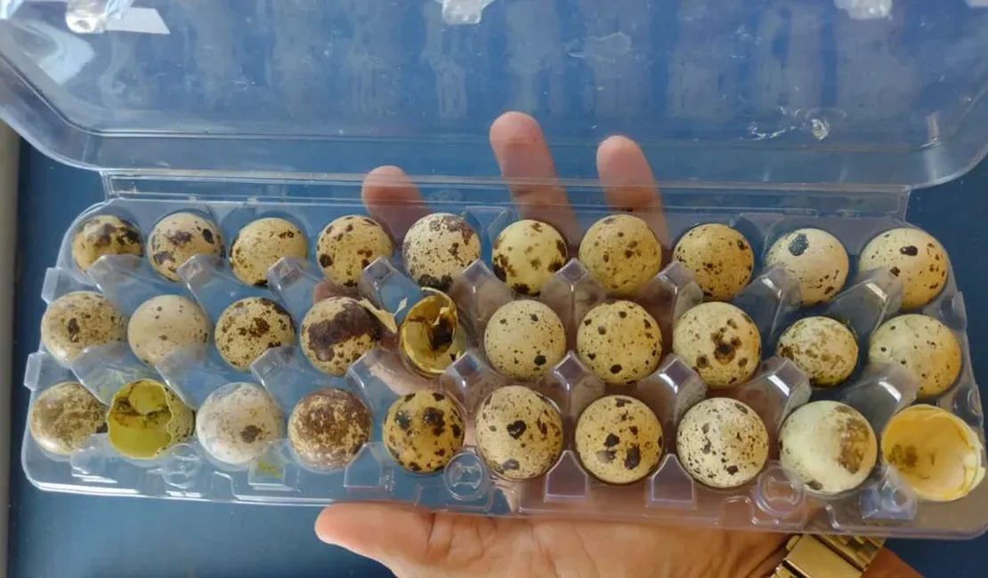 Vídeo: Codornas nascem em bandeja de ovos em prateleira de mercado no PI