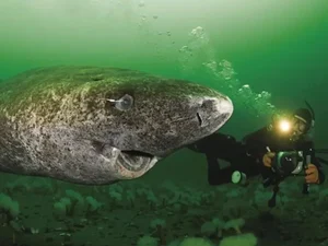 Tubarão mais velho do mundo, com 518 anos, é visto no Caribe