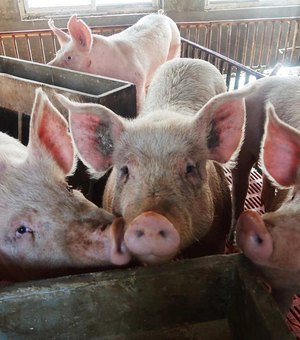 Exportações de carne suína chegam a 750,3 mil toneladas e batem recorde