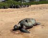 Tartaruga é achada morta em praia do município de Barra de Santo Antônio