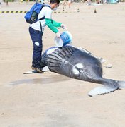 Baleia morta é achada encalhada em praia 