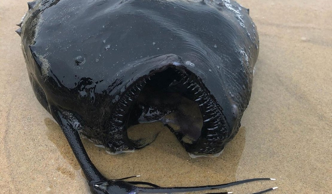 Peixe das profundezas do oceano é encontrado em praia na Califórnia