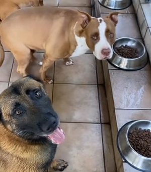 Cães só se alimentam após ouvirem o 'Amém' do tutor e vídeo viraliza nas redes