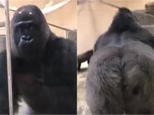 Gorila dá susto em visitantes com entrada triunfal em zoo e viraliza