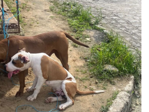 Dois cachorros pitbull são encontrados amarrados, em Arapiraca