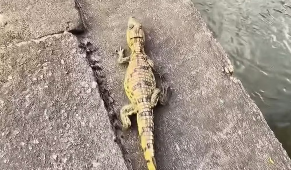 Jacaré achado em pneu vira companheiro de entregas de motoboy em Manaus antes de voltar à natureza