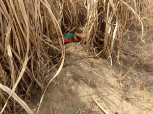 Corpo é encontrado em matagal na zona rural de São Sebastião