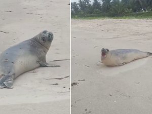 [Vídeo] Elefante-marinho de dois metros aparece em praia da Barra de Santo Antônio