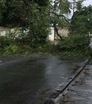 Fortes chuvas derrubam árvore e interrompem trânsito no bairro do Mutange