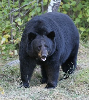 Homem de 70 anos é decapitado após ataque de urso no Japão