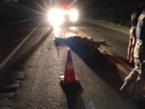 Cavalo invade pista e provoca acidente de trânsito em Campestre