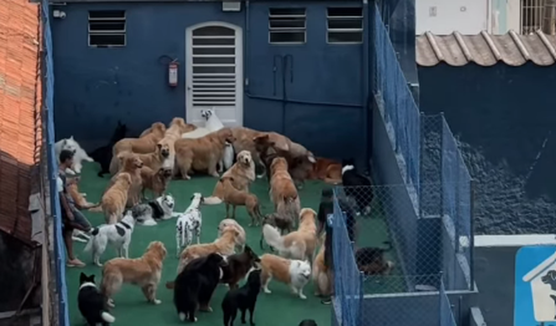 Mulher olha pela janela e encontra 'paraíso' com vários cachorros no vizinho