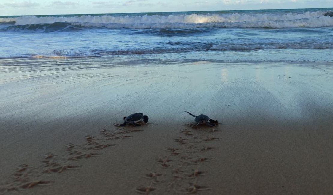 Nascimento raro de 26 tartarugas-verdes é registrado no Mirante da Sereia