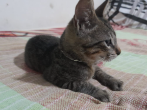 Gato com corrente  prateada é encontrado no bairro Itapoã, em Arapiraca