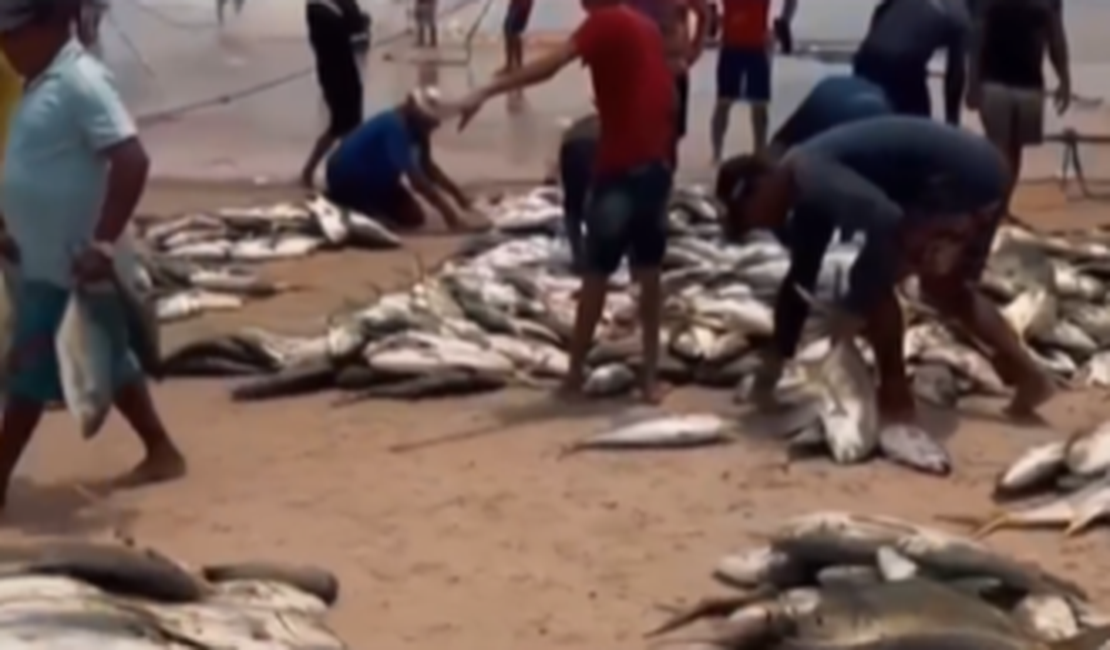 [Vídeo] Pescadores do Miaí de Cima, em Coruripe, se surpreendem com fartura de peixes
