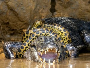 Fotógrafo americano flagra sucuri lutando contra jacaré no Pantanal em MT