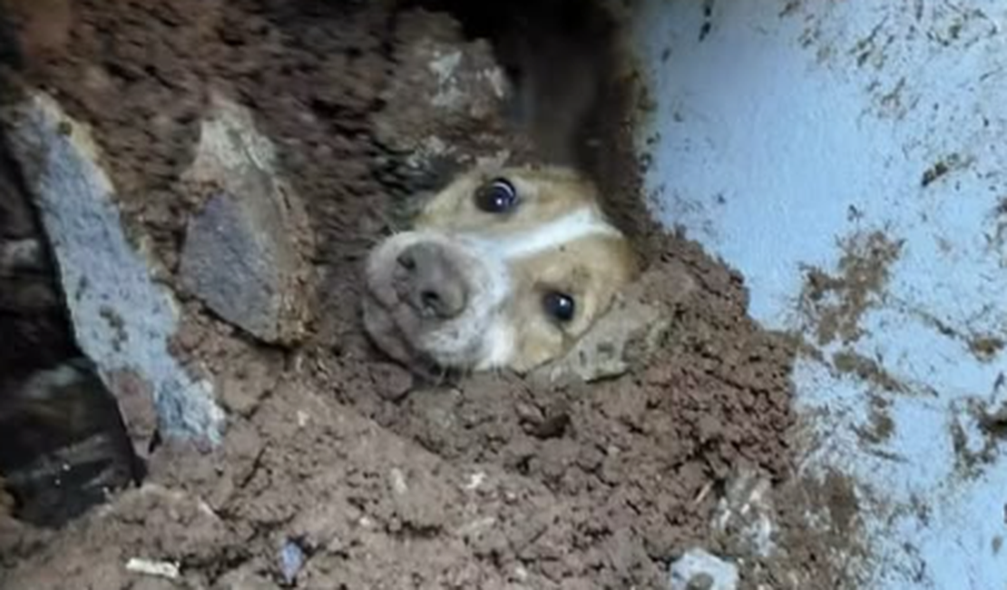 Cão é resgatado com vida após passar 20 horas sob escombros de muro
