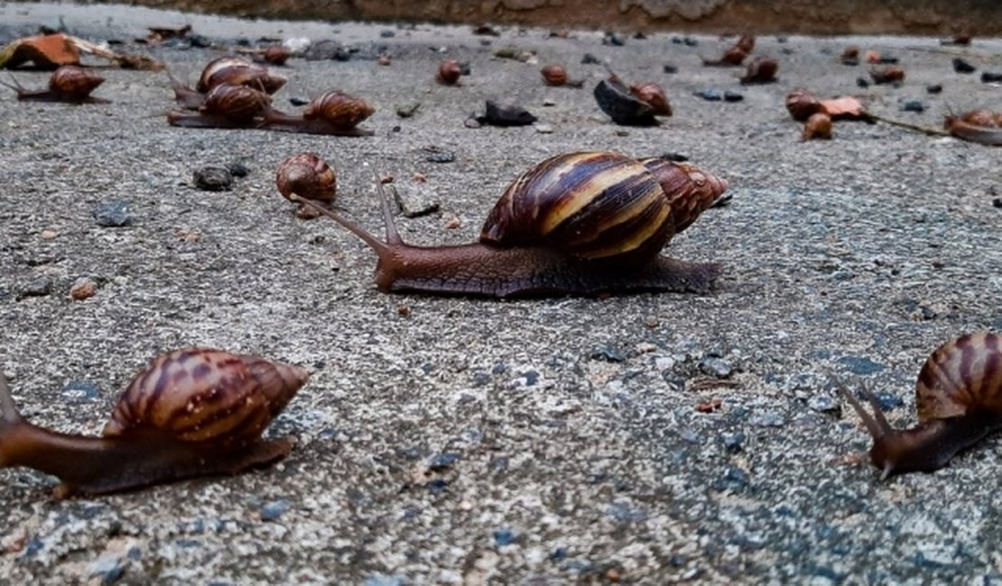 Chuvas no Agreste favorecem proliferação do caramujo; veja como se proteger