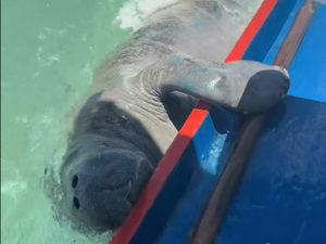 Peixe-boi curioso faz “visita” a turista em passeio pelas piscinas naturais de Milagres