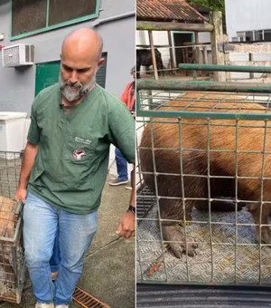 Capivara espancada por grupo na Ilha do Governador volta à natureza após dois meses de tratamento
