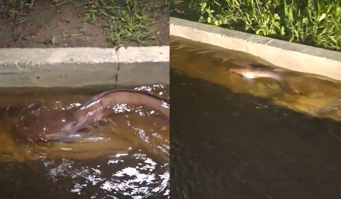 Após alagamento, peixes são vistos nadando em ruas da Praia do Francês, em Marechal