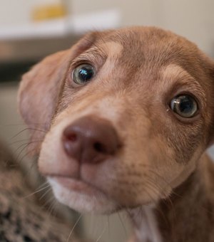 Grupo de protetores de animais realiza feira de adoção e bazar beneficente neste domingo